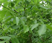 Продам саженцы грецкого ореха с питомника