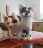 Отдам даром котенка